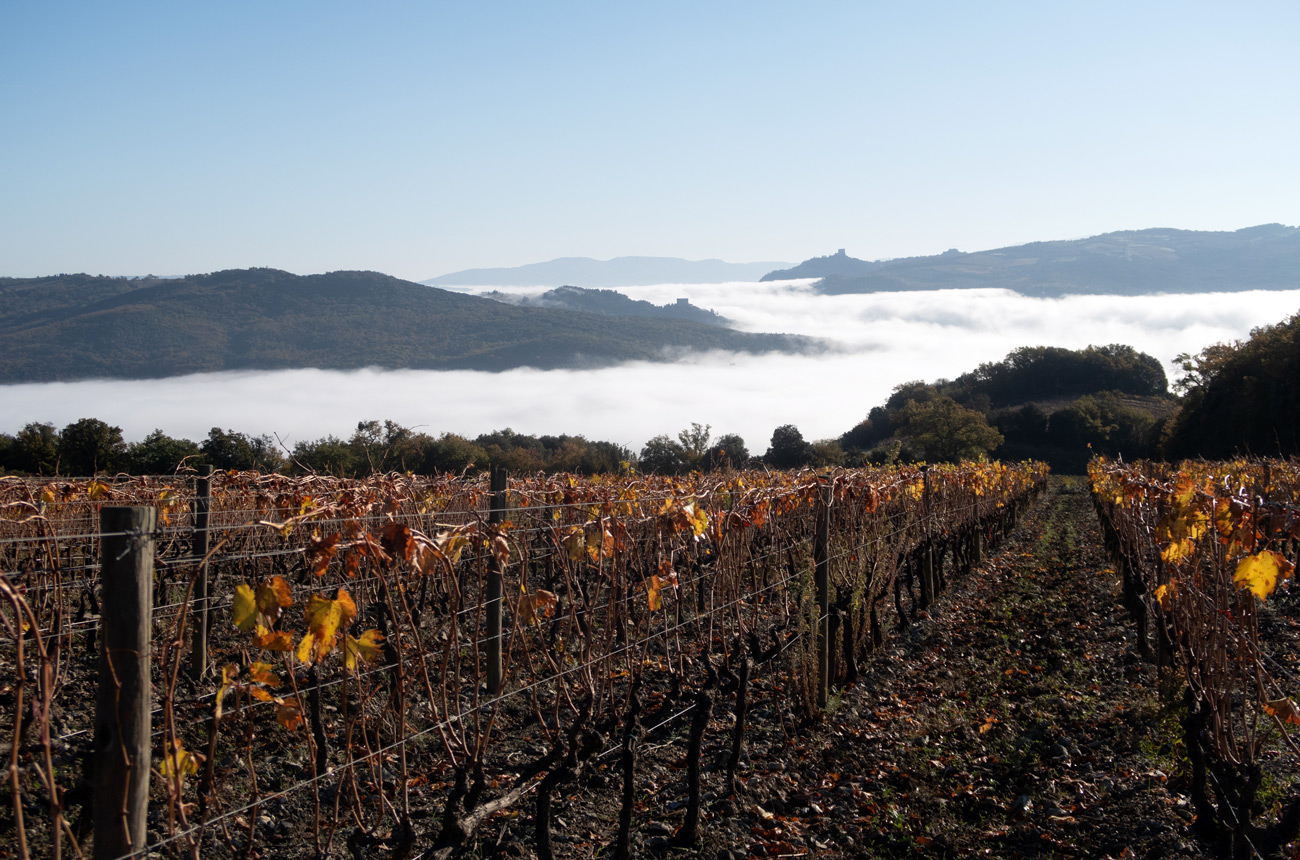 Brunello di Montalcino 2017