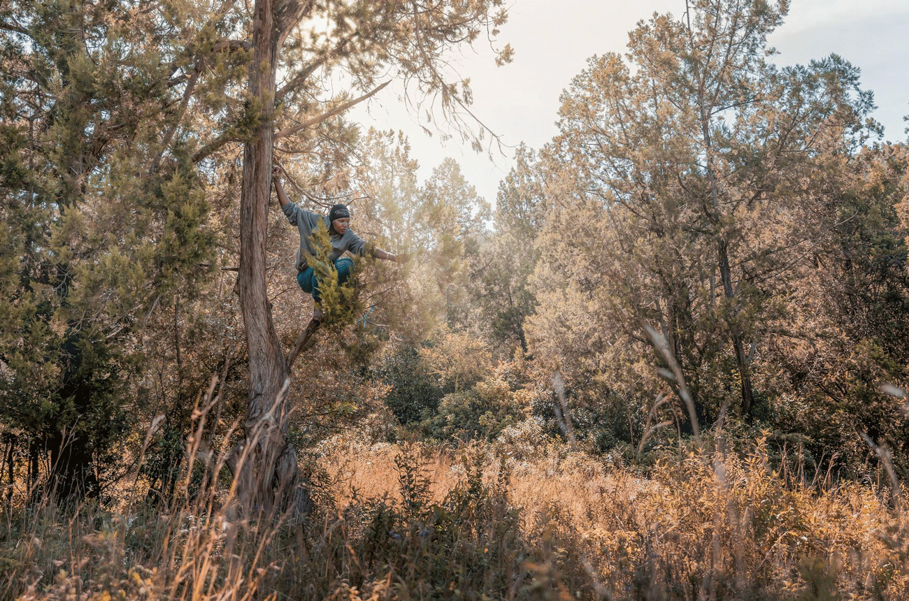 Harvesting Juniperus Procera, found at 1,500m in the highlands of Kenya