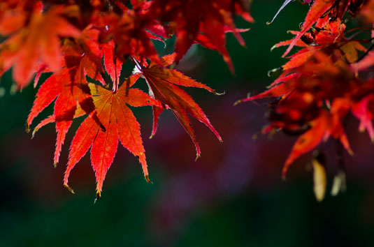 Bright red acer leaves