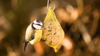 Blue Tit