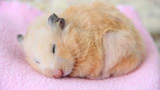 Cute golden brown hamster sleeping on pink throw