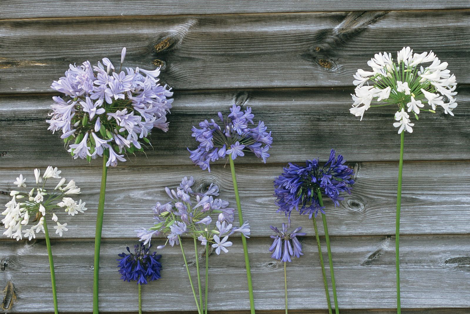 How to grow agapanthus add colour and structure with these picture
