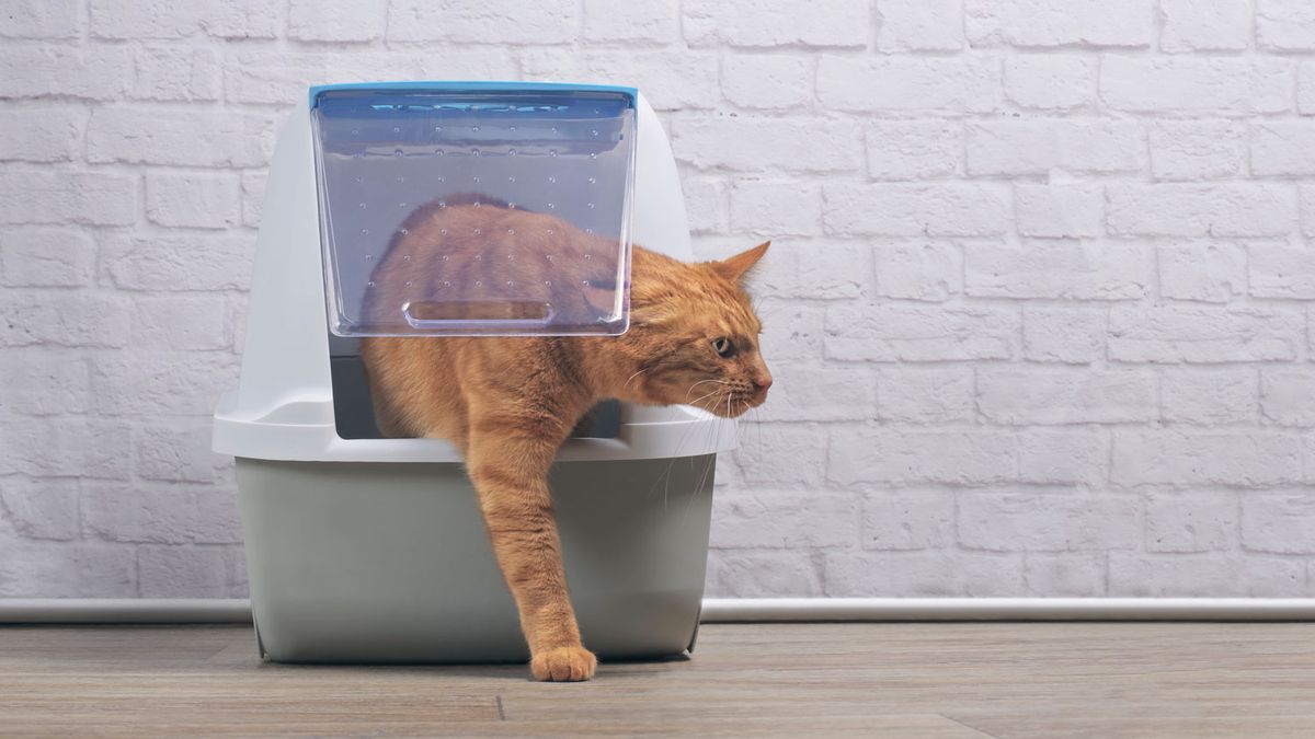 Why is my cat pooping outside the litter box? A vet's guide PetsRadar