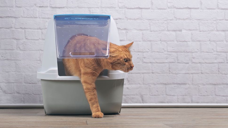 Why Does My Senior Cat Poop Outside The Litter Box at Ryan Cortez blog