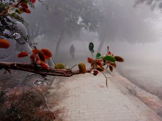 Google Photos image showing lines and what seems like water damage on a foggy image of a branch and pathway