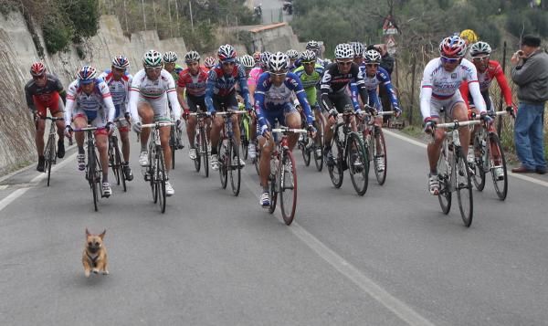 The Milan-San Remo peloton race a local up a climb