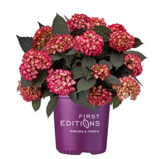 FIRST EDITIONS Eclipse Hydrangea Live Shrub (2 Gallon)