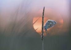 &copy;OPOTY/Anya Burnell