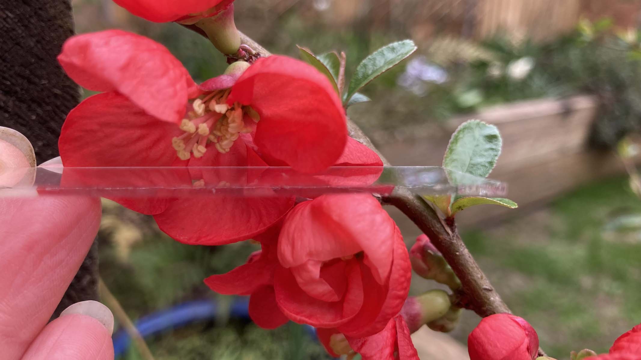 red flower