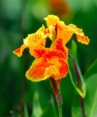 Striking yellow flowers of a canna lily