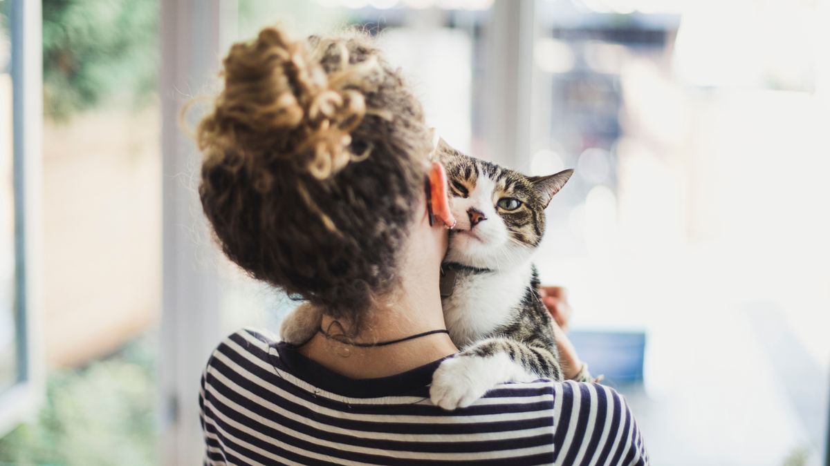 Study reveals how to make your cat love you My Imperfect Life
