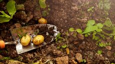 Freshly dug up potatoes from the ground