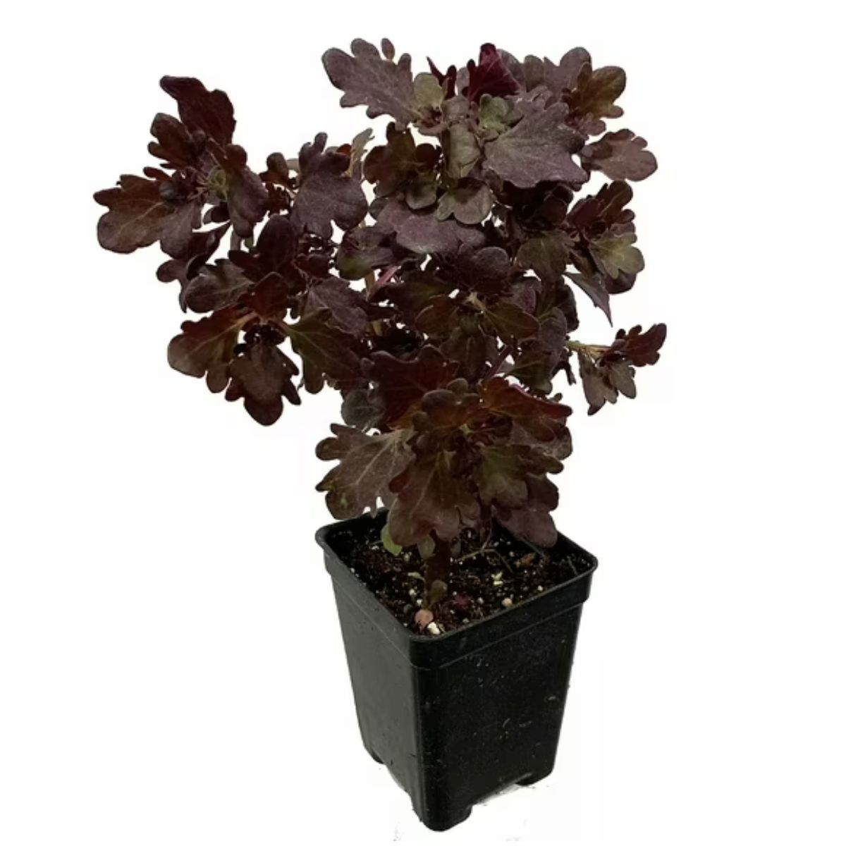 Rare Mini Red Leaf Coleus Tree 