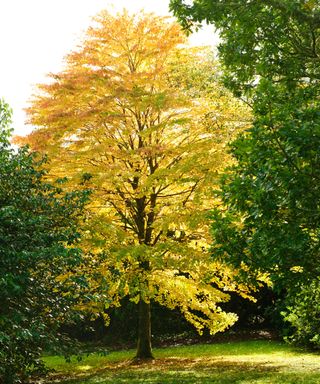 fall colors of katsura tree, also known as cercidiphyllum japonicum