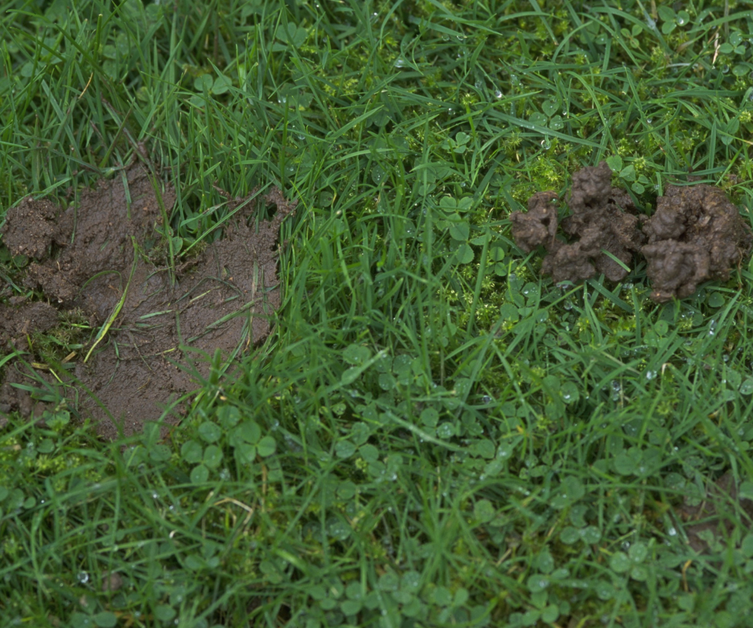 Fresh and smeared worm casts on a lawn