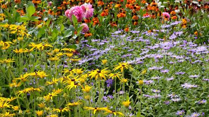 herbaceous border