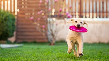 dog running on lawn