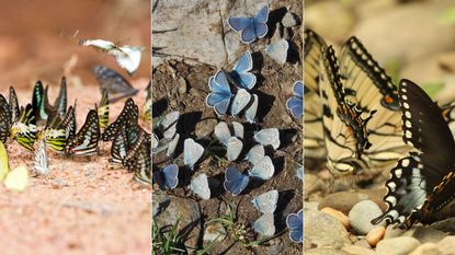 Butterflies puddling