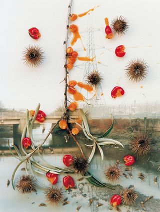 from the series Hackney Flowers