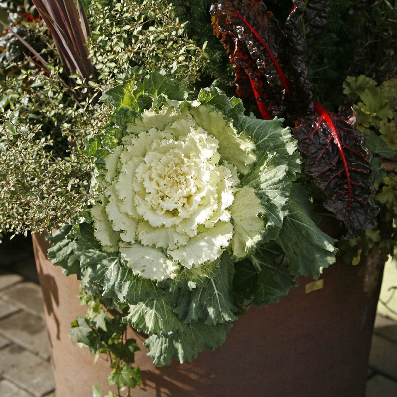 Vegetables Used As Foliage