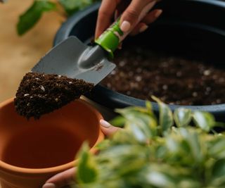 trowel and potting soil