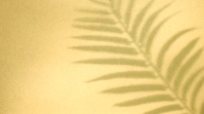 Shadow of palm leaves on yellow background