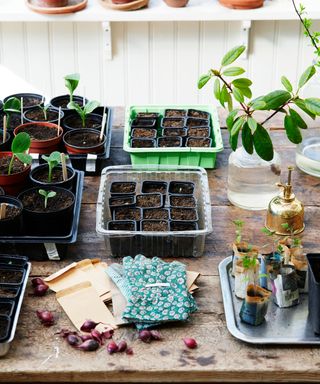 what to plant in January trays and pots of seeds and plants