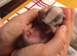Baby badger in the hands of rescuer Pauline Kidner