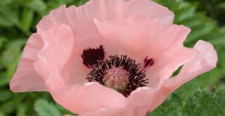 Pink poppy