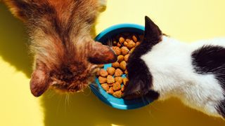 Two cats tuck into a bowl of dry cat food