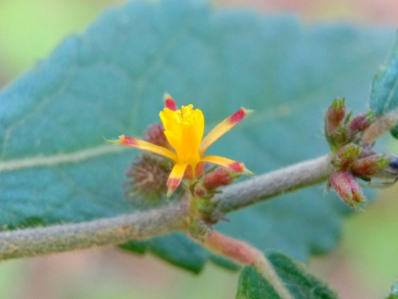 Phalsa Sherbet Berry Plant