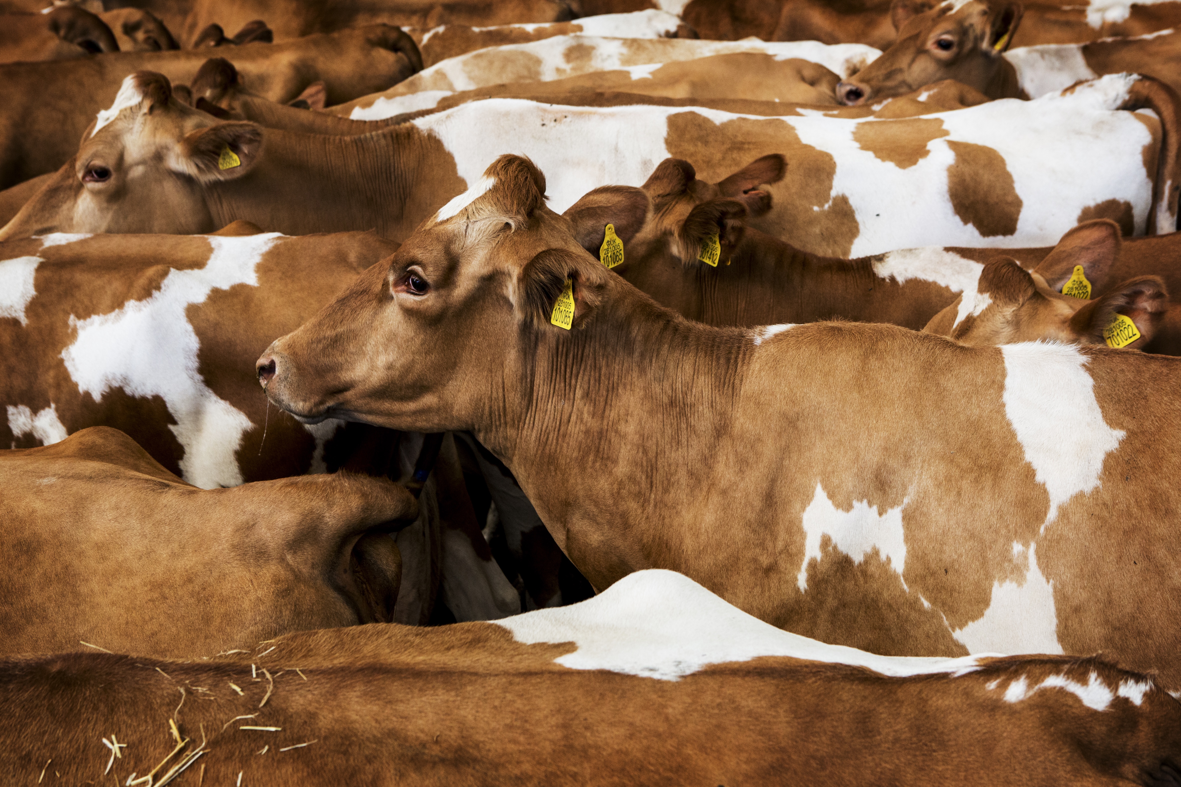 Herd of red-brown and white cows