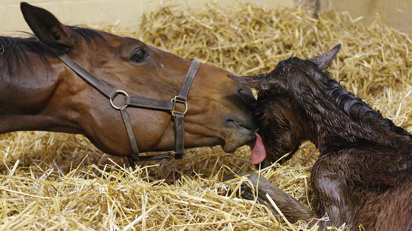 A mare with a newly born foal