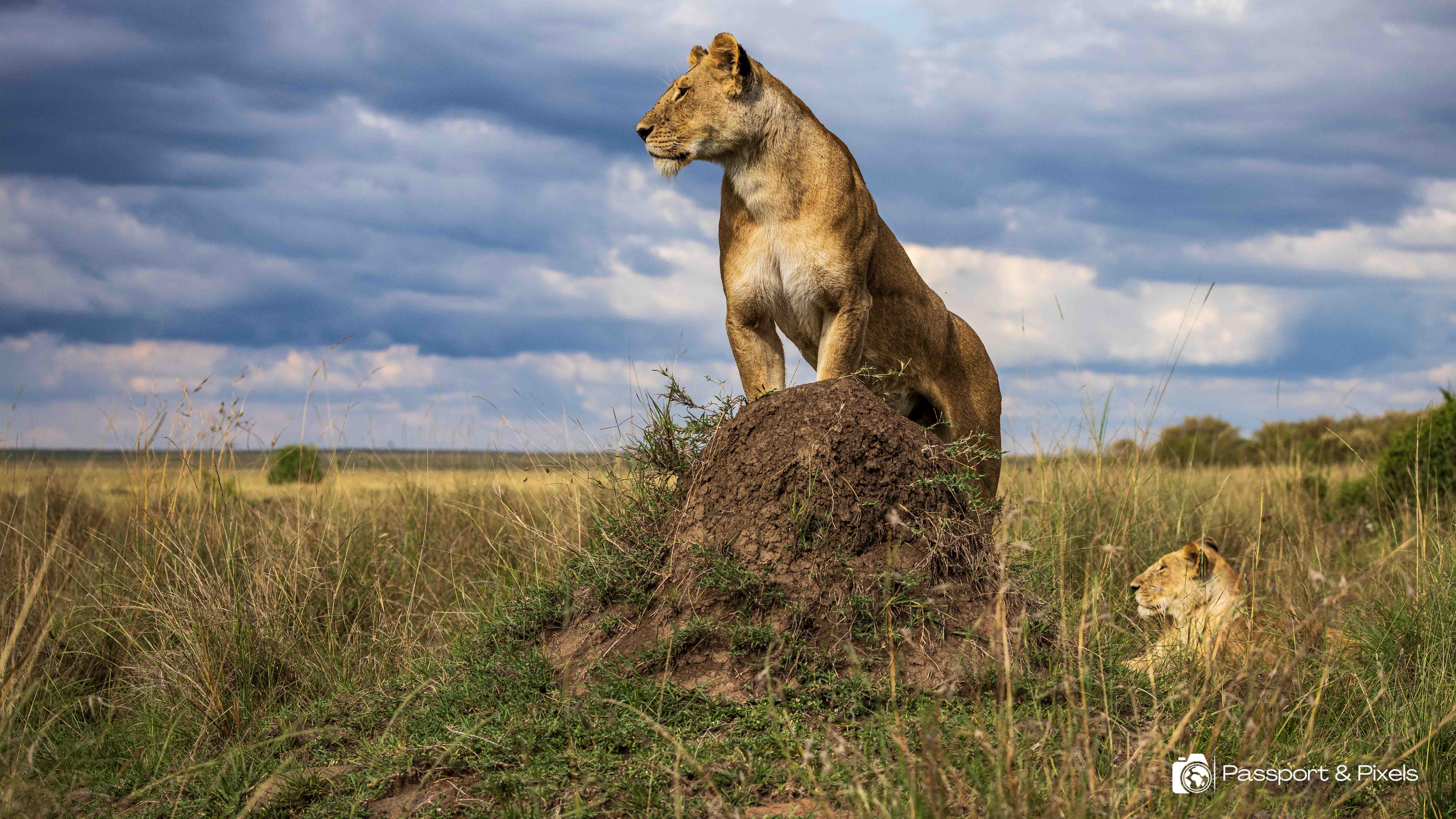 Image of lioness with watermark in bottom right corner
