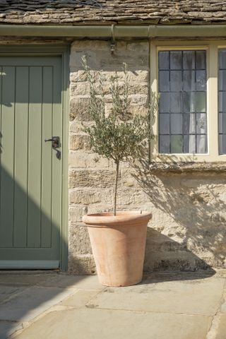 Olive trees are slow growing options – making them perfect for small spaces