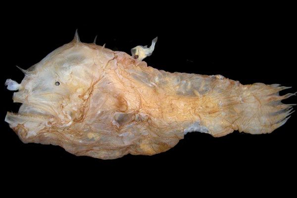 A tiny parasitic male angler fish has attached himself to the back of the much larger female. The tiny males of this species, Photocorynus spiniceps, are the smallest vertebrates known, one scientists contends. 