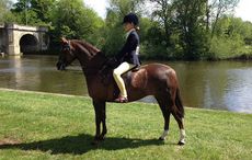 Annandale Maria ridden by Alice Homer at Royal Windsor