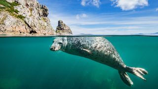 A young grey seal swimming off the coast of Devon, England