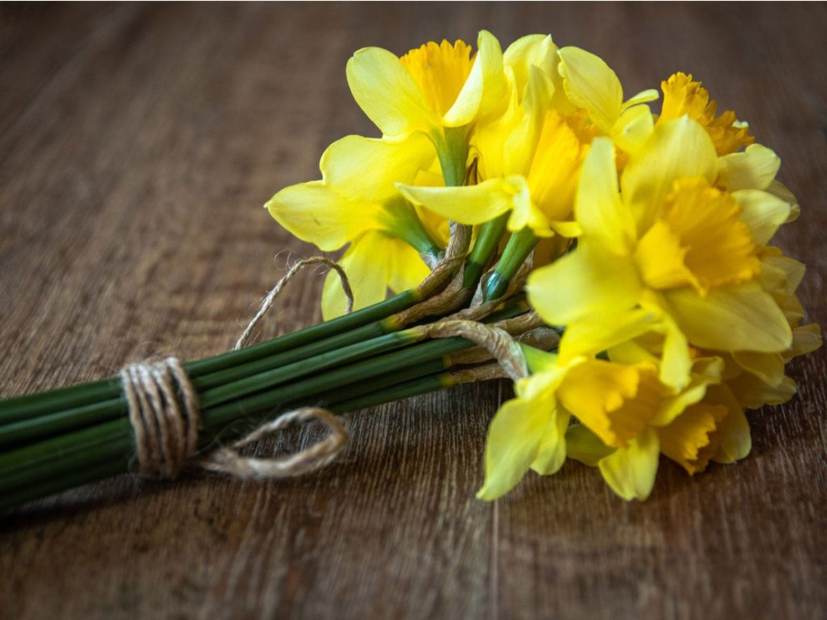 Daffodils - Beautiful but Potentially Toxic