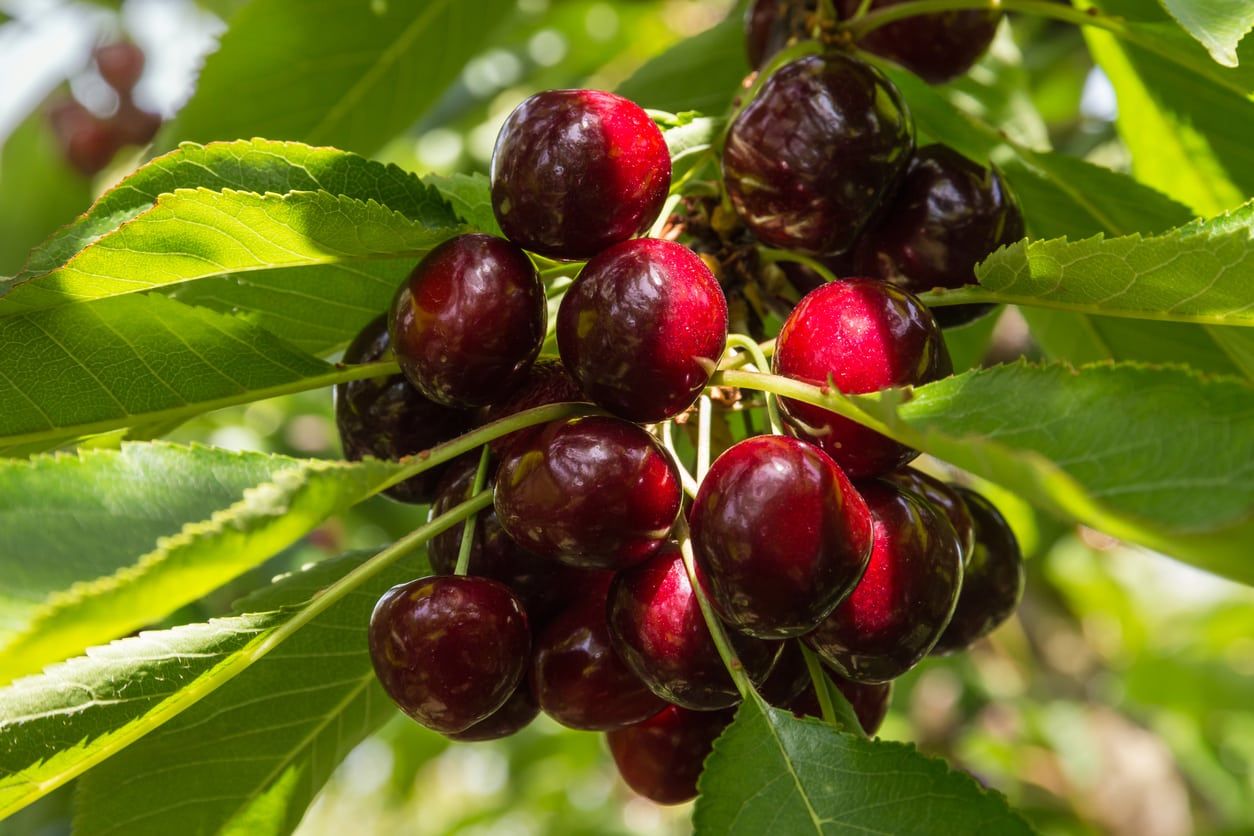 Red Cristalina Cherries