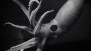 A grainy, black-and-white image of a cockeyed squid showing its one big eye.