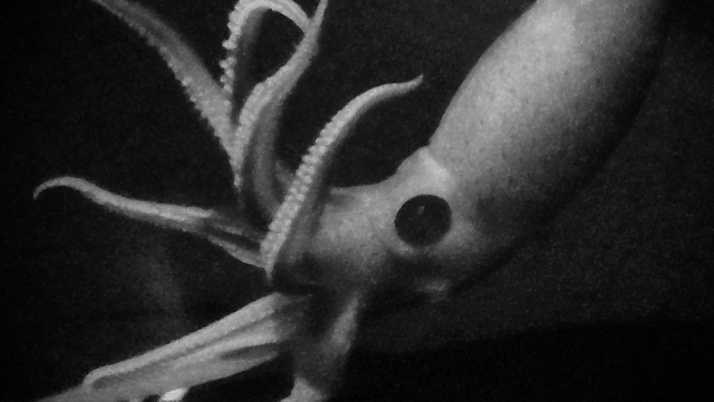 網頁設計 A grainy, black-and-white image of a cockeyed squid showing its one big eye.