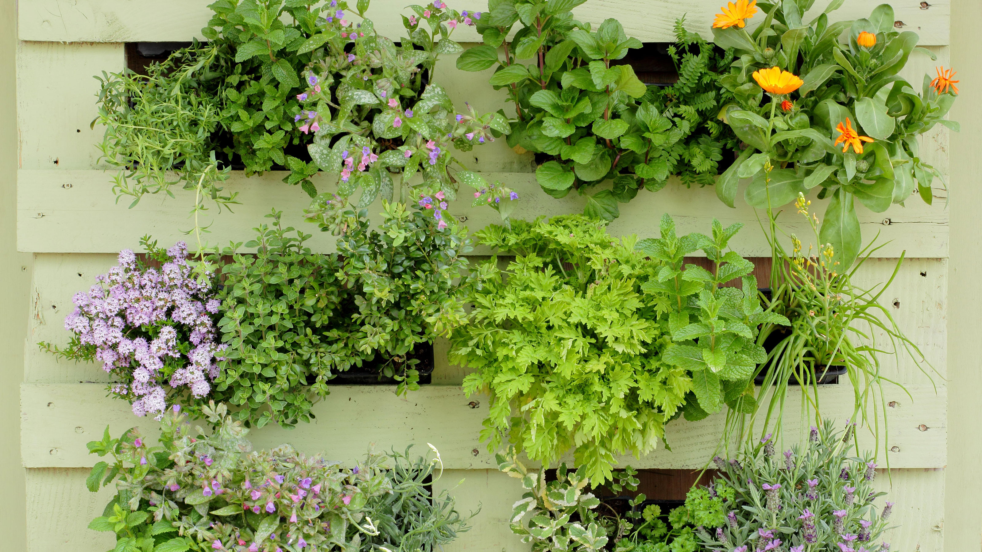 Pallet Garden Wall Ideas: 15 Quick And Cheap Diy Projects | Gardeningetc
