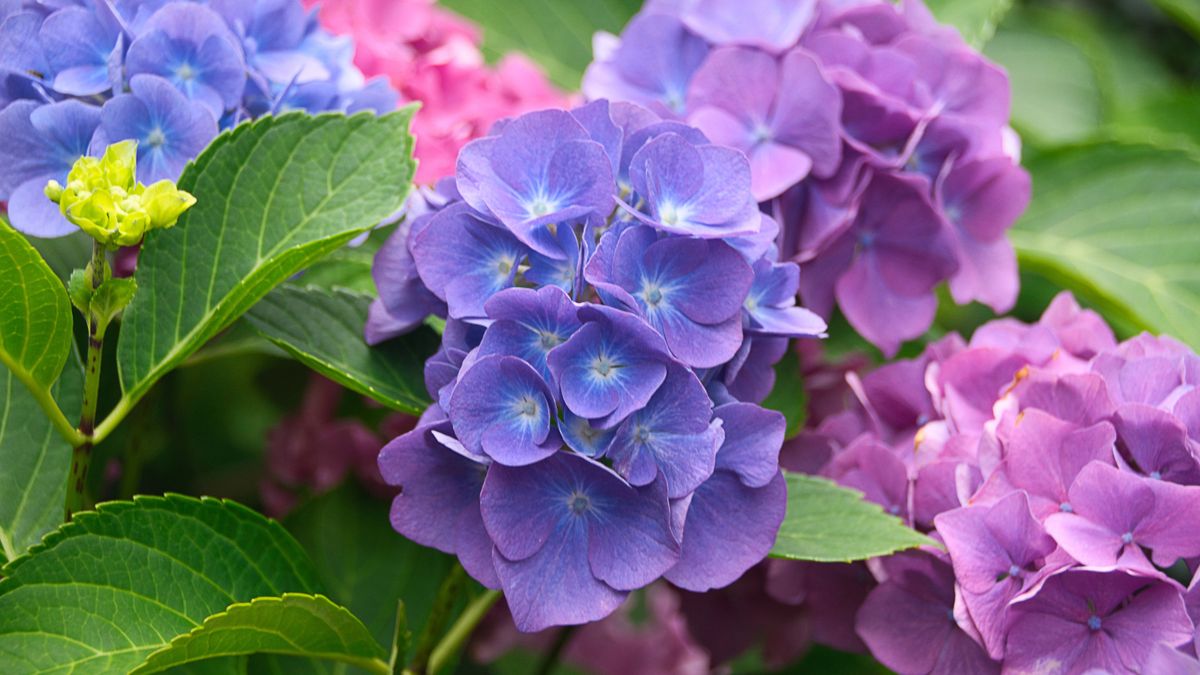 Comment changer la couleur des hortensias