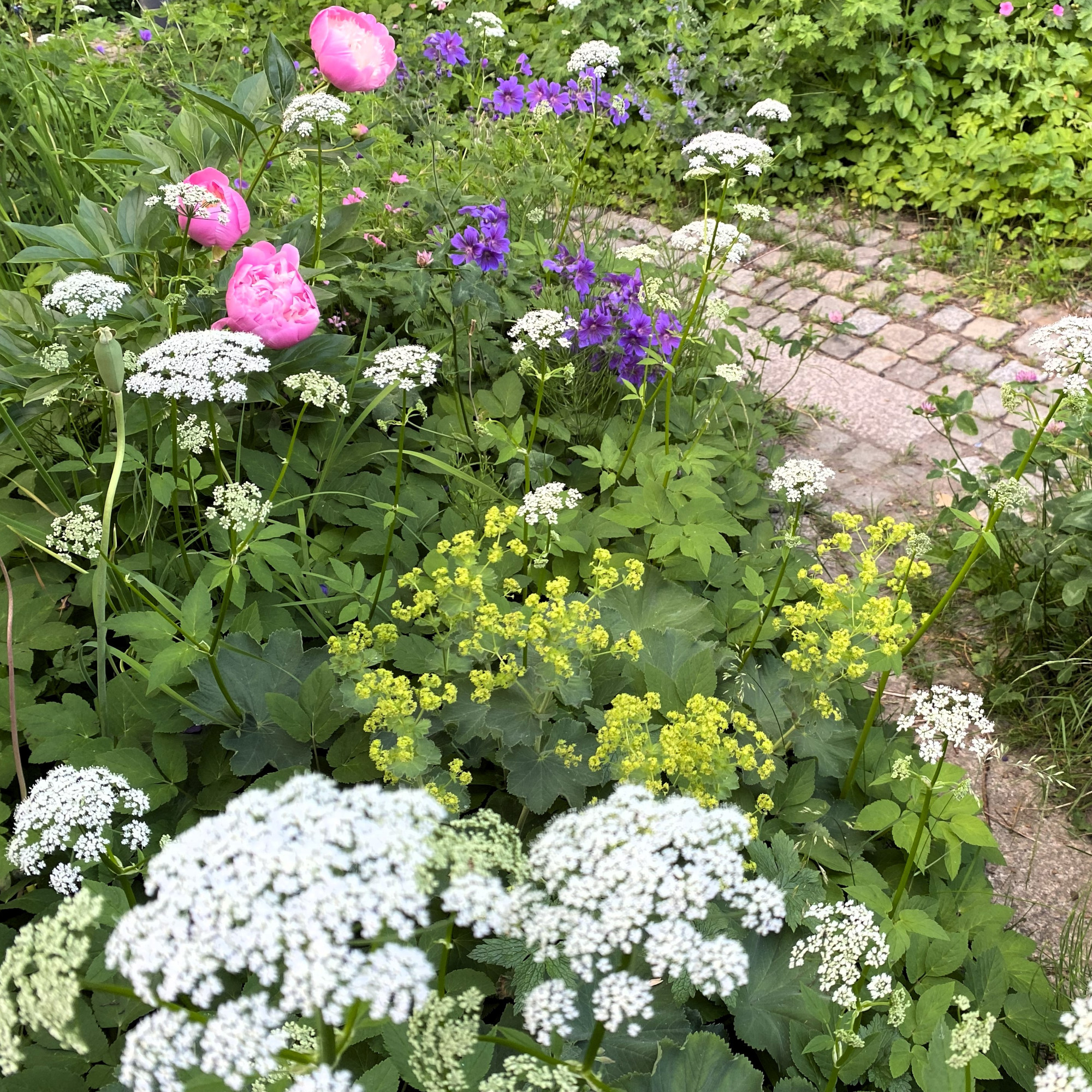 ground elder in a garden with perennial flowers - Scharvik-GettyImages-2156147412