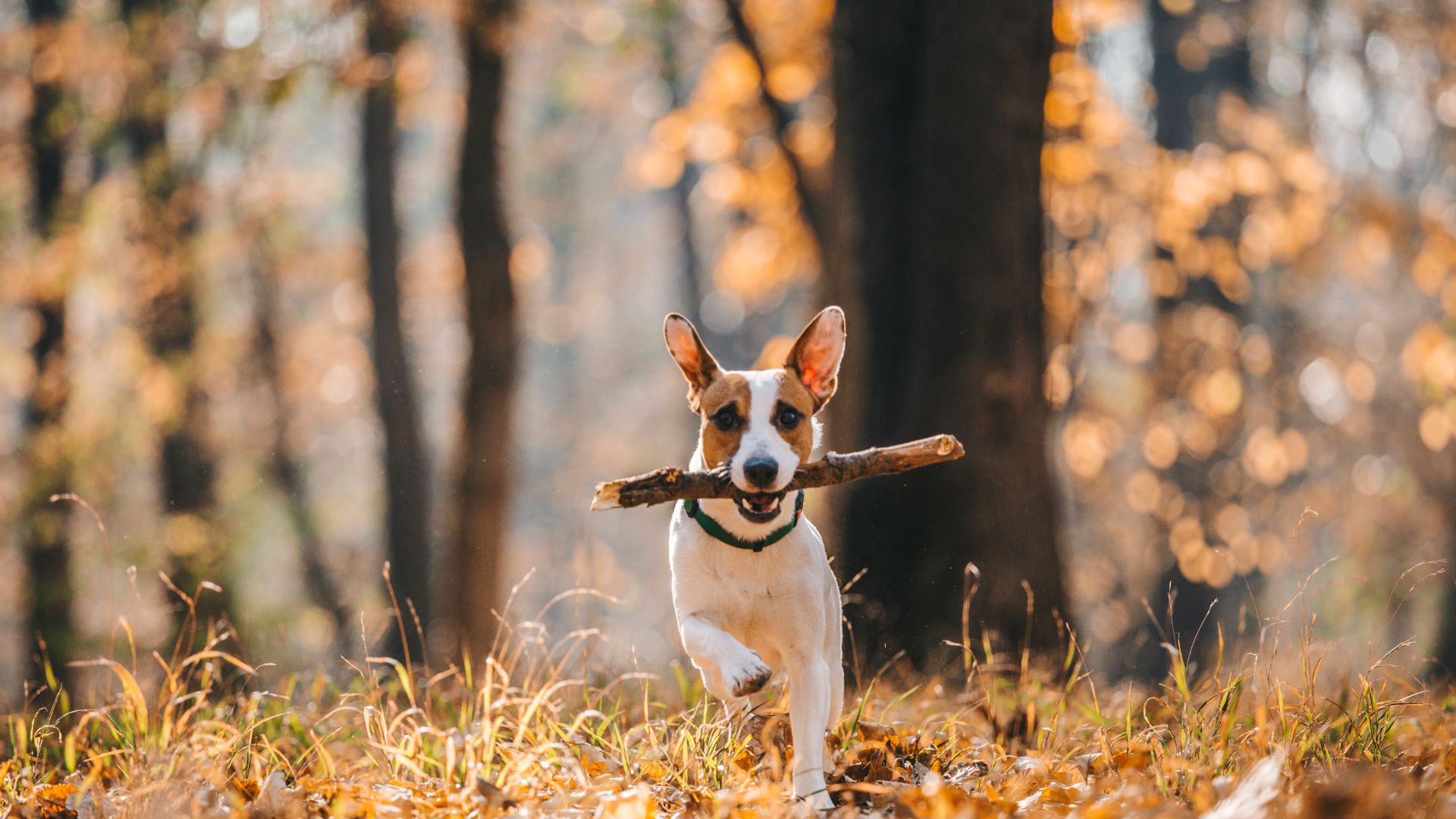 jack russell running with a stick