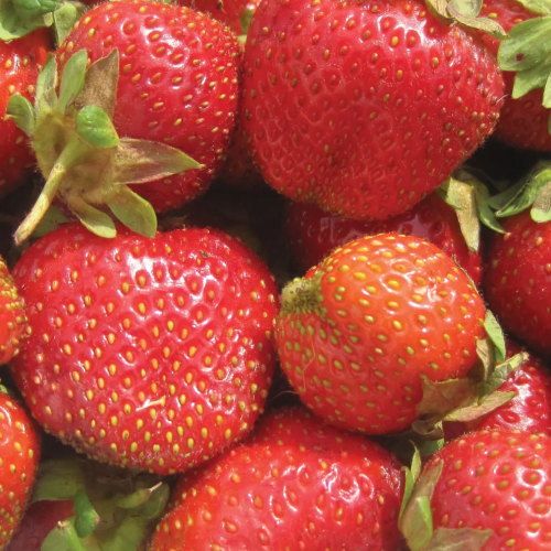 Strawberry Camarosa