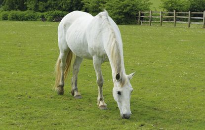grey-horse-2.jpg