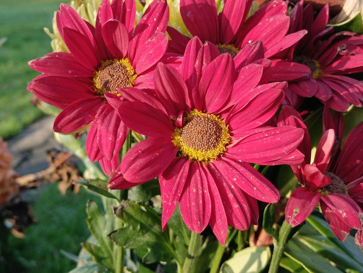 Xiaomi Poco M4 Pro 5G camera sample.