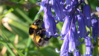 Bumble bee landing on bluebell to gather pollen.